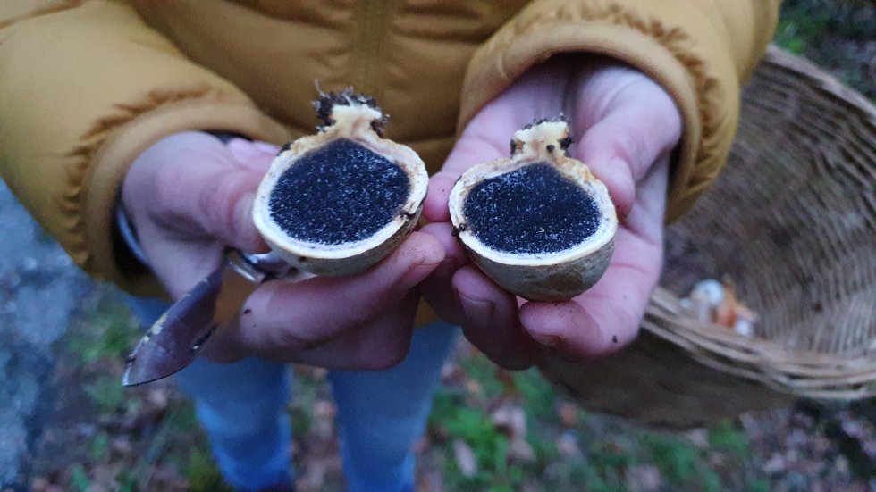 Scleroderma Scleroderma