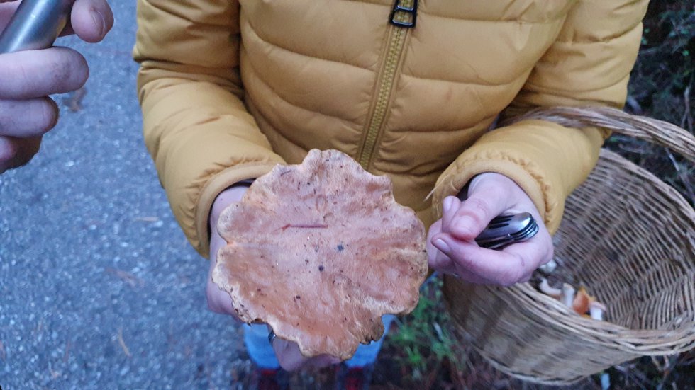 Suillus Bovinus / Comestible Suillus Bovinus / Comestible