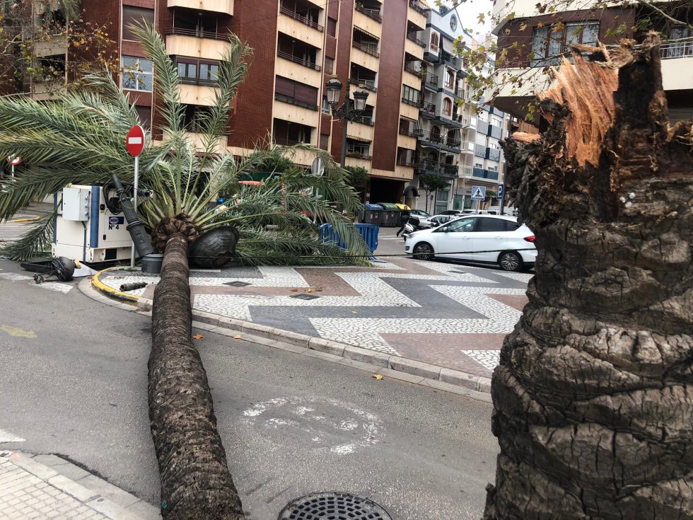 Palmera sobre la calzada en el cruce del Paseo con la calle Ciudad de Barcelona Palmera sobre la calzada en el cruce del Paseo con la calle Ciudad de Barcelona