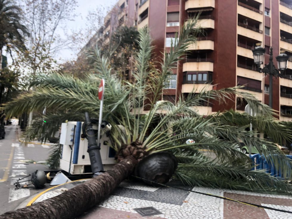 Detalle de los destrozos de la palmera caída que afortunadamente no ha ocasionado daños personales Detalle de los destrozos de la palmera caída que afortunadamente no ha ocasionado daños personales