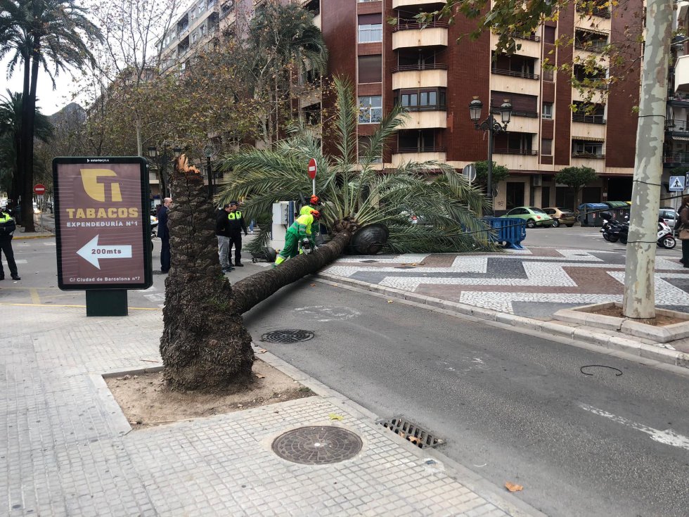 Se trata de una de las palmeras de la acera del antiguo hospital de Gandia Se trata de una de las palmeras de la acera del antiguo hospital de Gandia