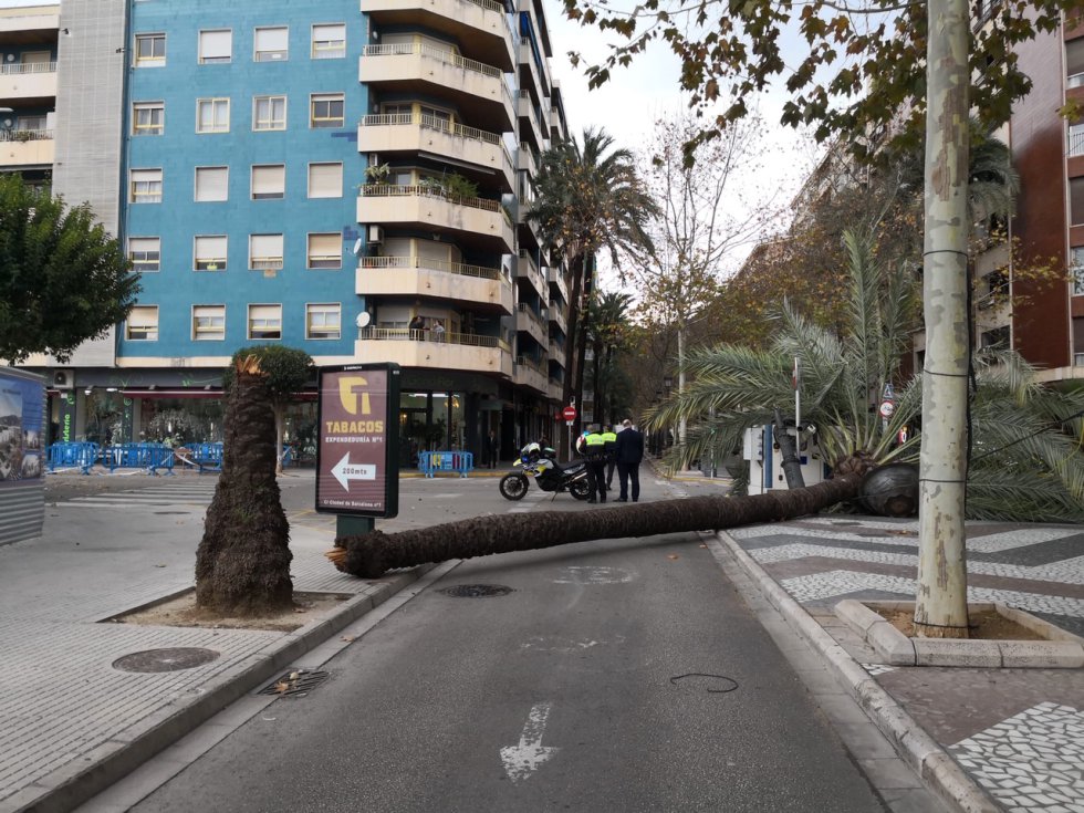 La Policía Local se ha hecho cargo de la situación hasta que han llegado los operarios para retirar la palmera La Policía Local se ha hecho cargo de la situación hasta que han llegado los operarios para retirar la palmera