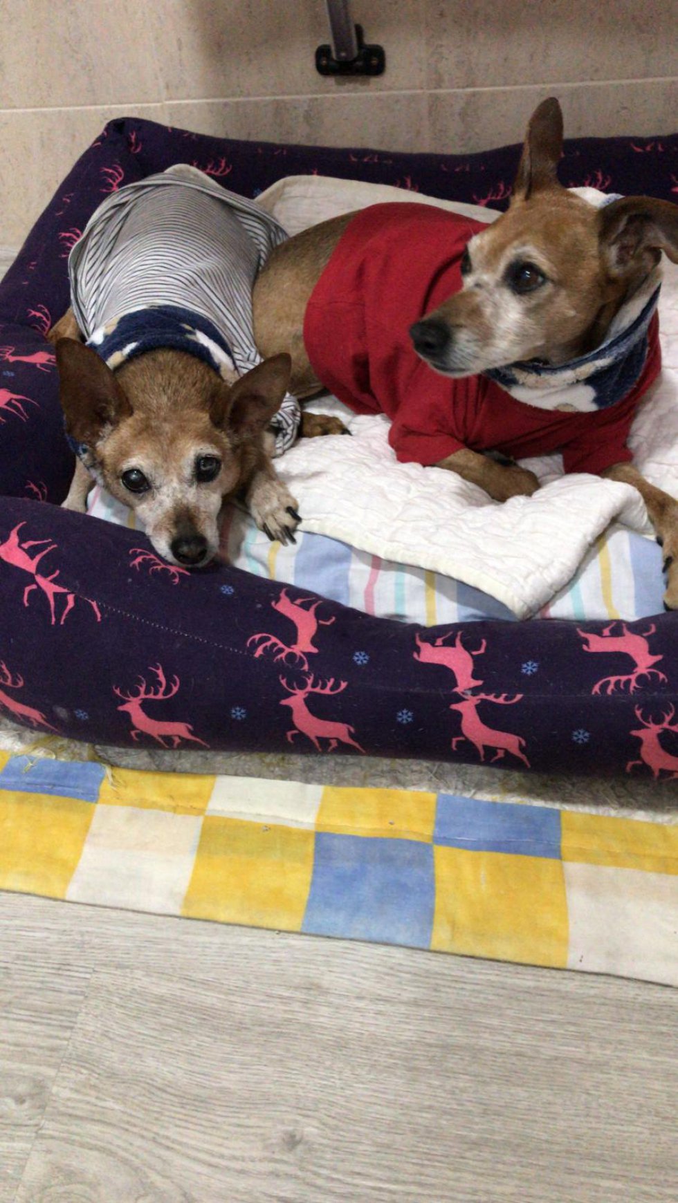 Estos peluditos, Luna y Bebé, mandan un mensaje a los oyentes de la Cadena SER en la Región de Murcia: "Ánimo amigos, nosotros también nos quedamos en casa, guau guau" Estos peluditos, Luna y Bebé, mandan un mensaje a los oyentes de la Cadena SER en la Región de Murcia: "Ánimo amigos, nosotros también nos quedamos en casa, guau guau"