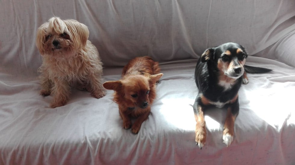 Desde Beniaján, Kira, Bony y Pepa nos envían un mensaje: "Nosotros estamos en casa ¿y vosotros?...guau...guau Desde Beniaján, Kira, Bony y Pepa nos envían un mensaje: "Nosotros estamos en casa ¿y vosotros?...guau...guau