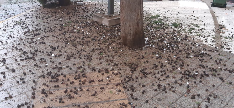 El granizo deja numerosos daños en Ciudad Real El granizo deja numerosos daños en Ciudad Real