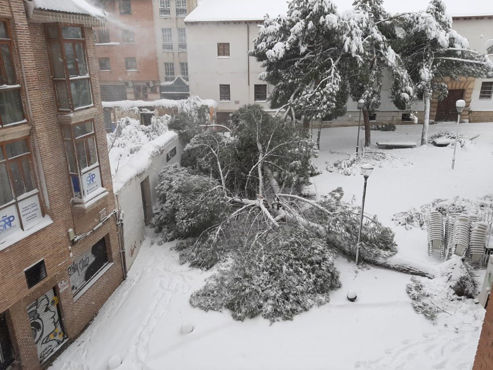 Arbol caído en Guadalajara Arbol caído en Guadalajara
