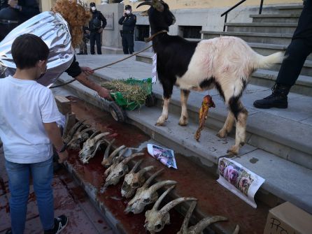 Los ganaderos escenifican ante el Palacio de la Presidencia regional los daños que el lobo causa en sus cabañas