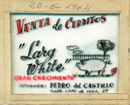 Diapositiva de venta de cerditos 'Large White'. Año 1964