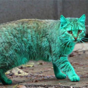 El misterio del gato verde de Bulgaria, explicado finalmente