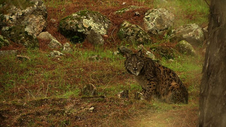 Crítica del documental Wildmed sobre la fauna y la flora de Sierra Morena: Wildmed o la concienzación