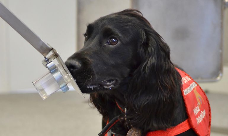 cáncer de próstata en perros vs perros
