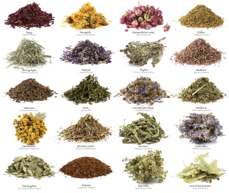 La Autogestion De La Salud Con Plantas Medicinales El Primer Paso