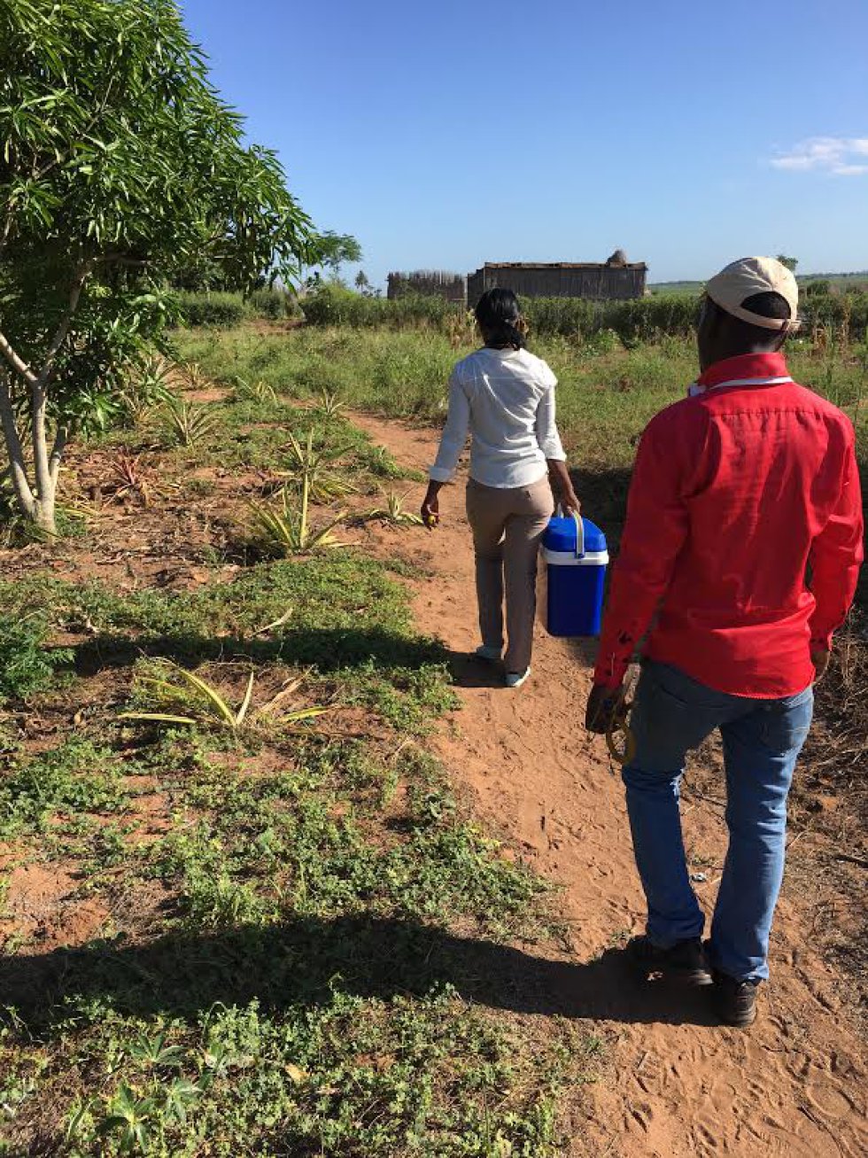 El equipo de entomologia del Centro de Investigación de la salud de Manhiça saliendo a capturar mosquitos para probar su resistencia a los insecticidas. El equipo de entomologia del Centro de Investigación de la salud de Manhiça saliendo a capturar mosquitos para probar su resistencia a los insecticidas.