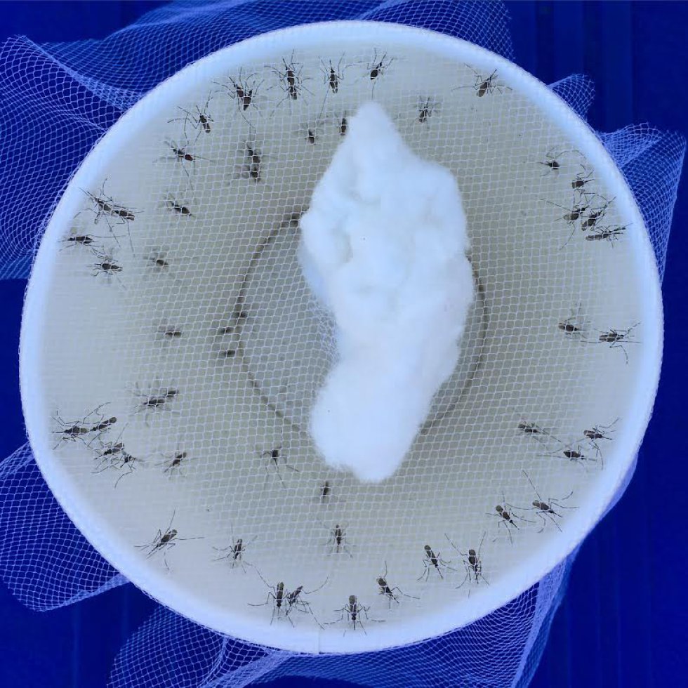 Mosquitos Anopheles recién capturados por el equipo de Entomologia del Centro de Investigación de la Malaria. Mosquitos Anopheles recién capturados por el equipo de Entomologia del Centro de Investigación de la Malaria.