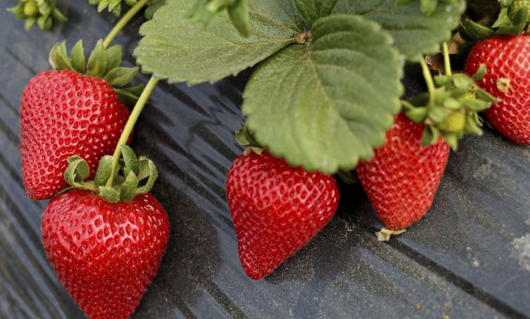 beneficios de las fresas: Propiedades y beneficios de las fresas