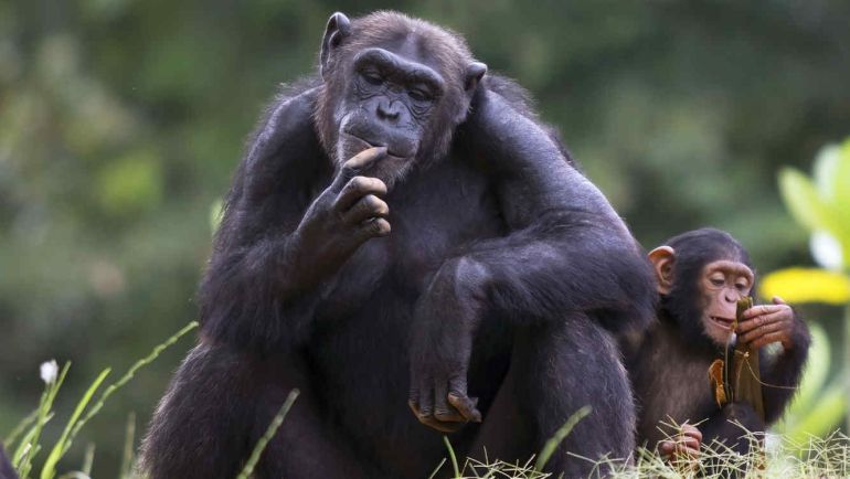 Los Animales No Tienen Derechos Hora 14 Fin De Semana Cadena Ser