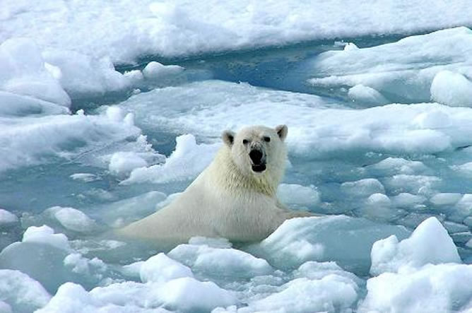 Asser revista Posicionamiento en buscadores El Polo Norte podría quedar totalmente libre de hielo este mismo verano |  Sociedad | Cadena SER