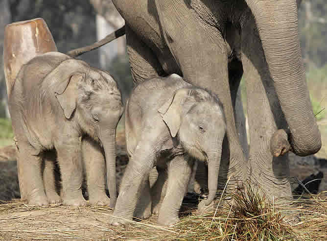 Los elefantes viven menos años y con peor salud en los zoológicos |  Sociedad | Cadena SER