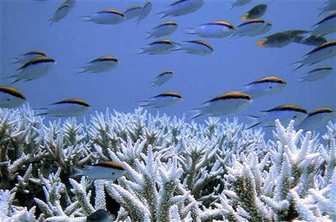 Unos océanos cada vez más ácidos y cálidos debido a las emisiones de dióxido de carbono