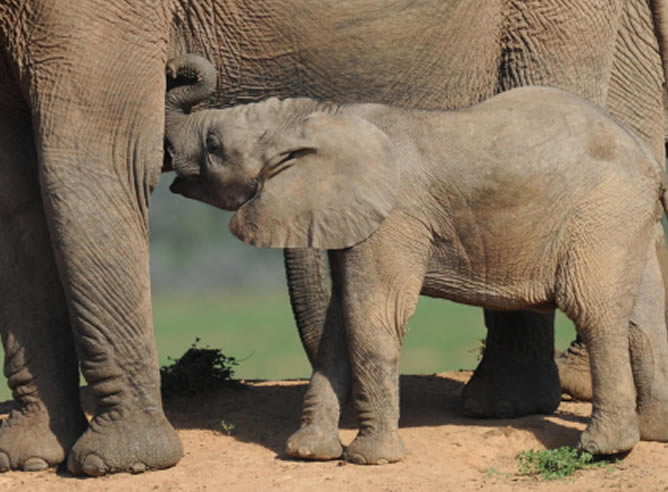 Una cría de elefante espera junto a su madre en el Addo Elephant National Park de Sudáfrica