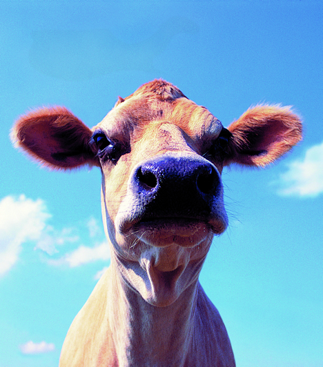 La carne de bovinos clonados no presenta ningún riesgo para la seguridad alimentaria según científicos británicos
