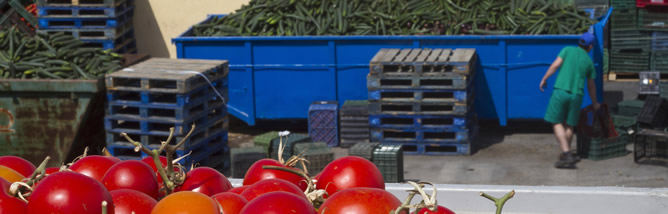 Tomates y pepinos almacenados en El Ejido, Almería