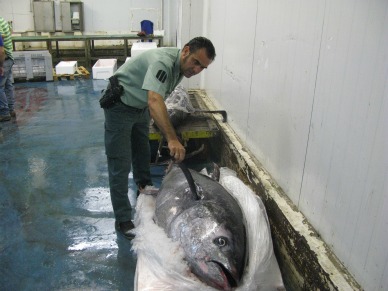 El Seprona incauta un atún rojo de 147 kilos
