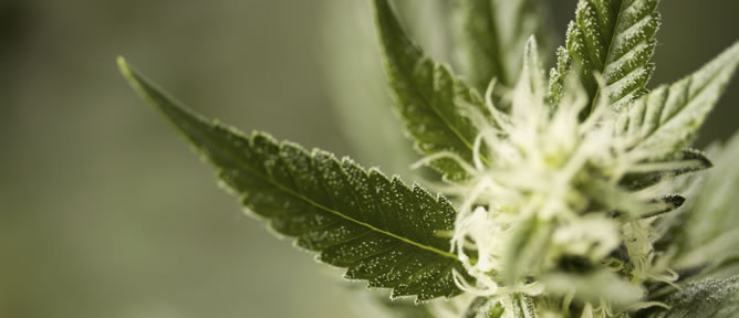 Imagen de una planta de marihuana