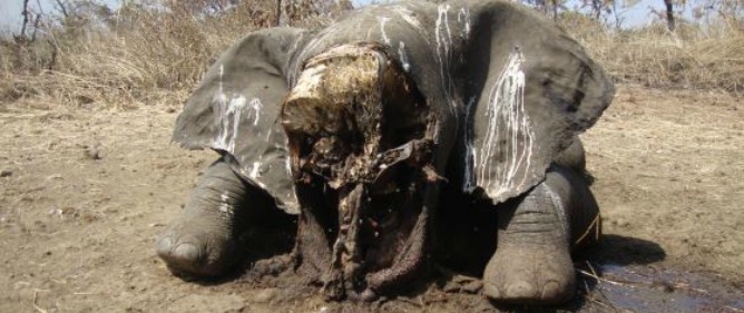 'Matanza de elefantes en Camerún'