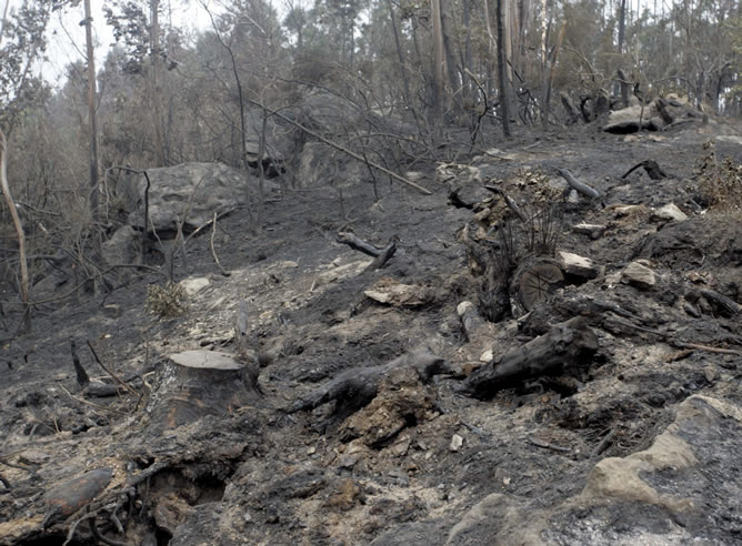 Zona arrasada por el devastador incendio forestal