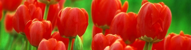 SER Historia: 'Tulipan-manía'. La primera burbuja económica de la Historia  | SER Historia | Cadena SER