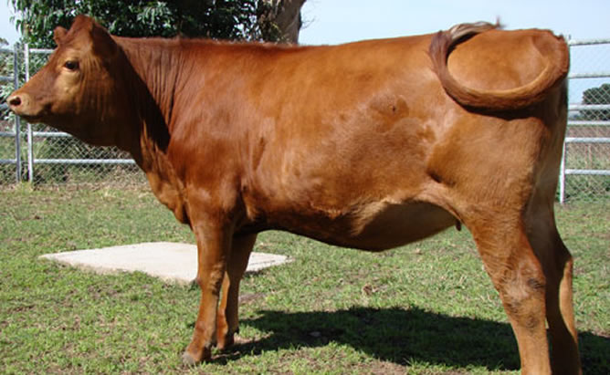Rosita, la vaca que podría ayudar a combatir la mortalidad infantil