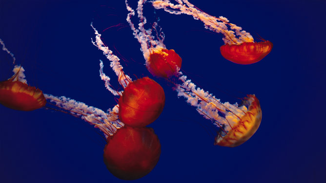 Una aplicación piloto avisa de la presencia de medusas en la playa