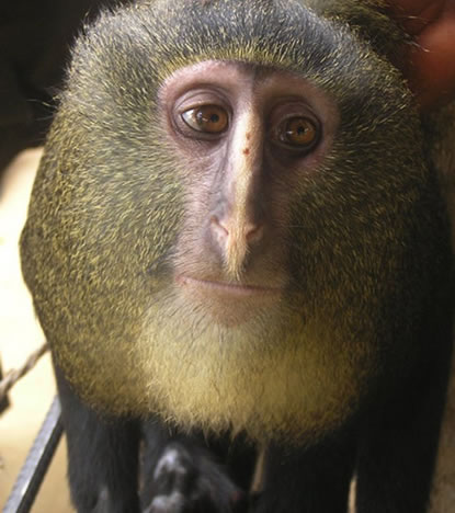 Ejemplar adulto del nuevo mono africano lesula