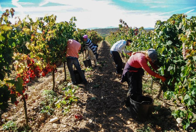 Jornaleros recogiendo la uva de los viñedos de Dominio de Berzal. La vendimia ha llegado un par de semanas más tarde que en años anteriores.