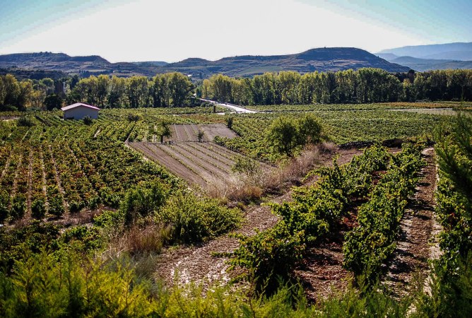 Vista de viñedos, en Baños de Ebro.