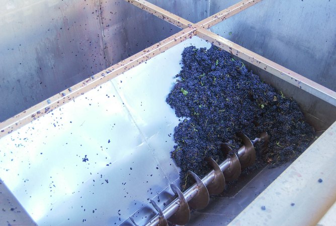La uva Tempranillo recogida en las viñas de la bodega Dominio de Berzal, en Baños de Ebro, se vierte sobre la despalilladora, la cual separa el racimo del grano.
