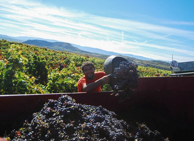 La uva recolectada de las cepas de las viñas de Dominio de Berzal se vierte al camión para ser transportada a la bodega para su procesamiento.