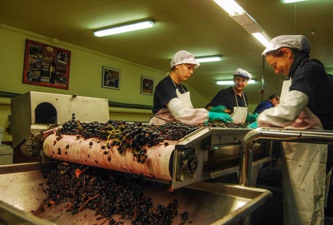 En las Bodegas Izadi, en Villabuena de Álava, las mejores uvas pasan por una mesa de selección antes del proceso de elaboración del vino.