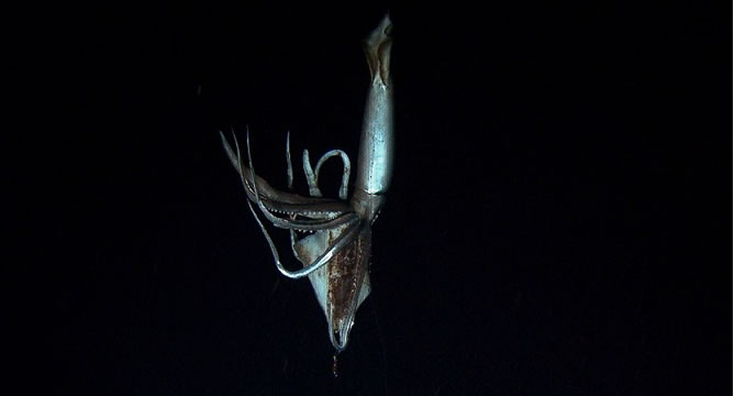Imagen de vídeo, tomado de imágenes por NHK y Discovery Channel en julio de 2012 que muestra un calamar gigante con un calamar cebo en sus brazos