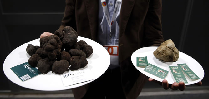 Trufas negra y blanca subastadas este martes en el congreso gastronómico Madrid Fusión.