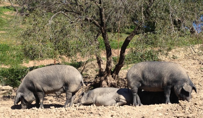 "La matanza del cerdo se suele llevar a cabo en los días más fríos y secos del invierno".