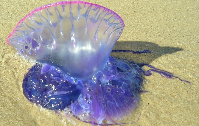 Se trata de un tipo de medusa especialmente tóxica, y que puede incluso llegar a ser mortal si la persona afectada por la picadura sufre alergia