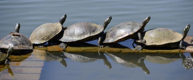 Imagen tomada este martes 23 de abril de un grupo de tortugas que permanece en un drenaje, en el Lago Avondale en los Estados Avondale en Georgia (EEUU).
