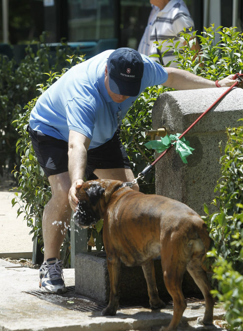 Un perro se refresca en una fuente del parque de El Retiro de Madrid para intentar mitigar las altas temperaturas (EFE)