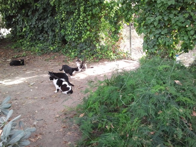 Una colonia de gatos se ha "apoderado" del espacio ocupado hace años por otros animales Una colonia de gatos se ha "apoderado" del espacio ocupado hace años por otros animales