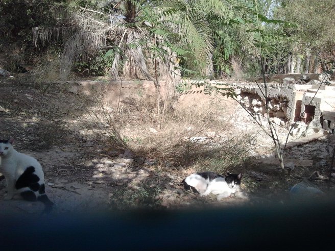 Una colonia de gatos se "ha hecho dueña" del interior del viejo zoo de Viveros Una colonia de gatos se "ha hecho dueña" del interior del viejo zoo de Viveros