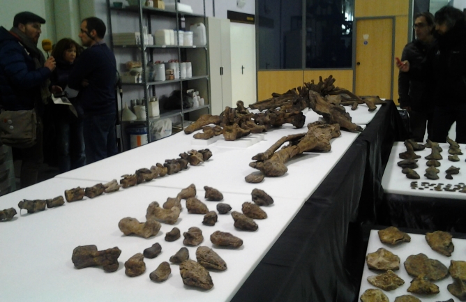 Nueva especie de dinosaurio encontrado en Teruel con el nombre de Europelta Carbonensis