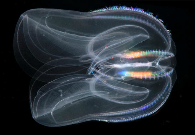Nuestro pariente más lejano se parece a las medusas