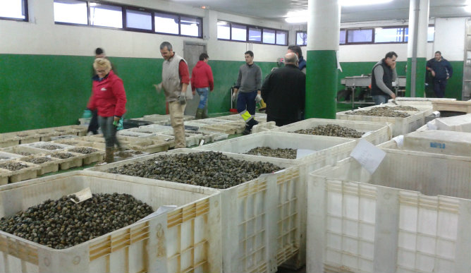 Una subasta de almejas en la lonja de Carril, en Vilagarcía de Arousa (Pontevedra), donde se pueden mover en una sola tarde más 16.000 kilos de berberecho y almeja babosa, japónica y fina, las especies subastadas.